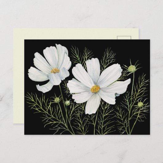 Waterverf Witte Kosmos Bloemen Botanische Schilder Briefkaart (Voorkant / Achterkant)