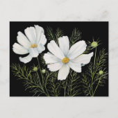 Waterverf Witte Kosmos Bloemen Botanische Schilder Briefkaart (Voorkant)