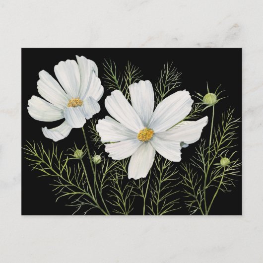 Waterverf Witte Kosmos Bloemen Botanische Schilder Briefkaart (Voorkant)