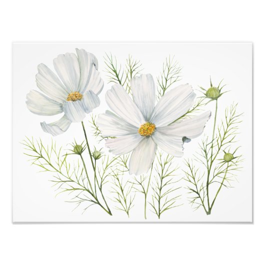 Waterverf Witte Kosmos Bloemen Botanische Schilder Foto Afdruk (Voorkant)