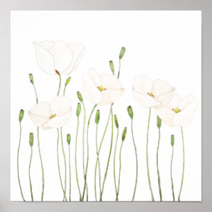 waterverf witte papaver horizontaal poster