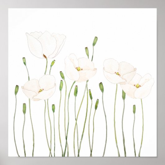 waterverf witte papaver horizontaal poster (Voorkant)