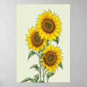 Waterverf Zonnebloem Poster (Voorkant)