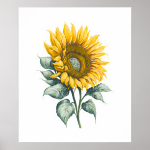 Waterverf zonnebloemen poster