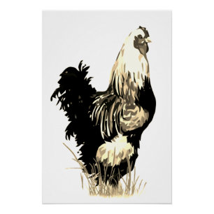 Waterverf Zwarte Witte Haan Kippen Boerderij Vogel Perfect Poster