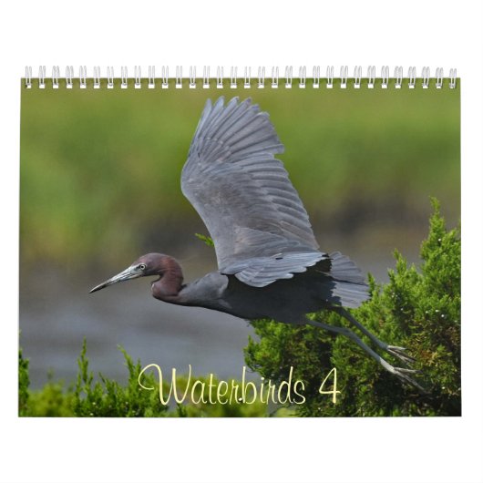 Watervogels 4 kalender (Hoes)