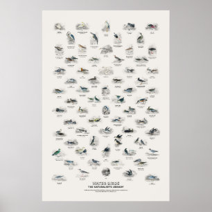 Watervogels - Naturalist's Library Poster
