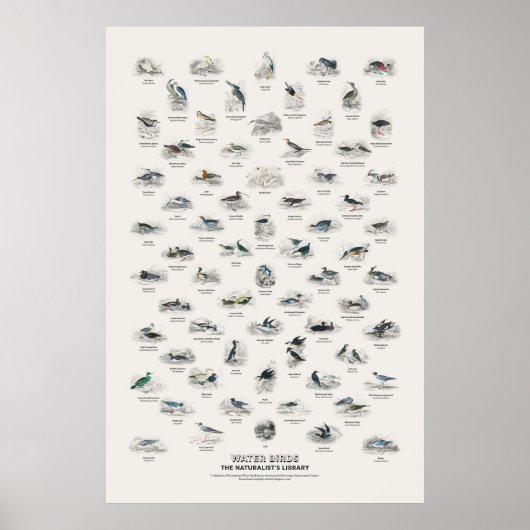 Watervogels - Naturalist's Library Poster (Voorkant)