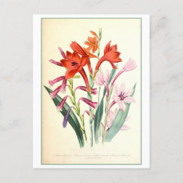 Watsonia Botanische Illustratie Vintage Briefkaart