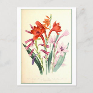 Watsonia Botanische Illustratie Vintage Briefkaart