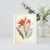Watsonia Botanische Illustratie Vintage Briefkaart (Staand voorkant)