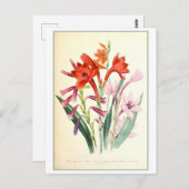 Watsonia Botanische Illustratie Vintage Briefkaart (Voorkant / Achterkant)