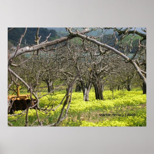 Watsonville Orchard Poster (Voorkant)