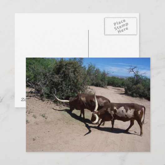 Watusi Ankole Cattle Briefkaart (Voorkant / Achterkant)