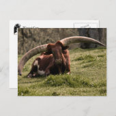 Watusi Cow Briefkaart (Voorkant / Achterkant)