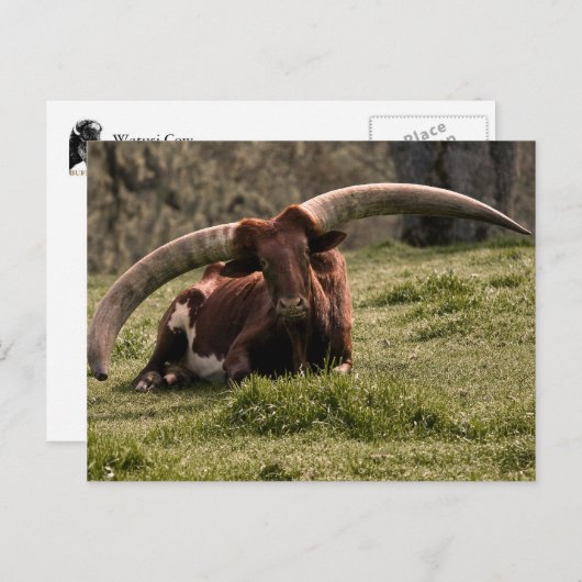 Watusi Cow Briefkaart (Voorkant / Achterkant)