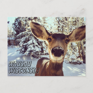 Wausau Wisconsin Briefkaart Schattig Herten