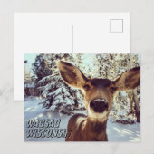 Wausau Wisconsin Briefkaart Schattig Herten (Voorkant / Achterkant)
