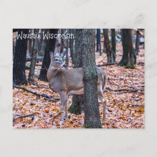 Wausau Wisconsin Deer Briefkaart