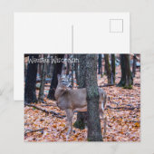 Wausau Wisconsin Deer Briefkaart (Voorkant / Achterkant)