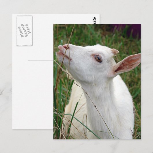 Wauw! Deze gras is groter dan ik Briefkaart (Voorkant / Achterkant)