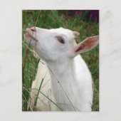 Wauw! Deze gras is groter dan ik Briefkaart (Voorkant)