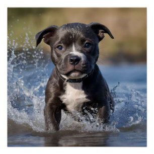 Wave Chaser: Een Staffy Puppy in het spel in de oc Perfect Poster