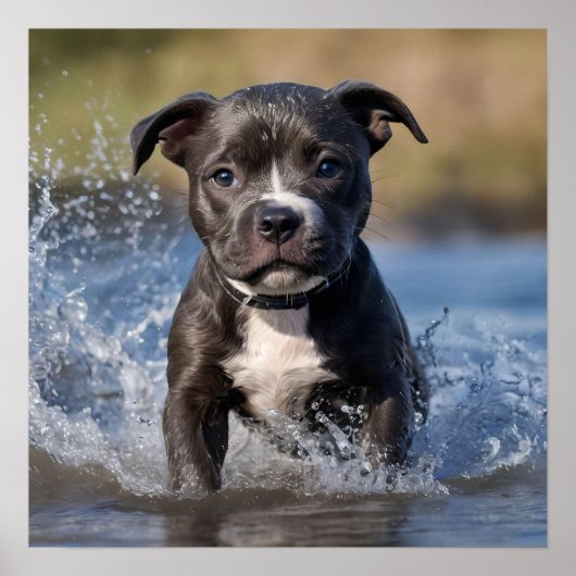 Wave Chaser: Een Staffy Puppy in het spel in de oc Poster (Voorkant)