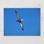 Waved Albatross in vlucht Briefkaart (Voorkant)
