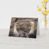 Waved albatross Phoebastria irrorata) pair in Kaart (Gele Bloem)