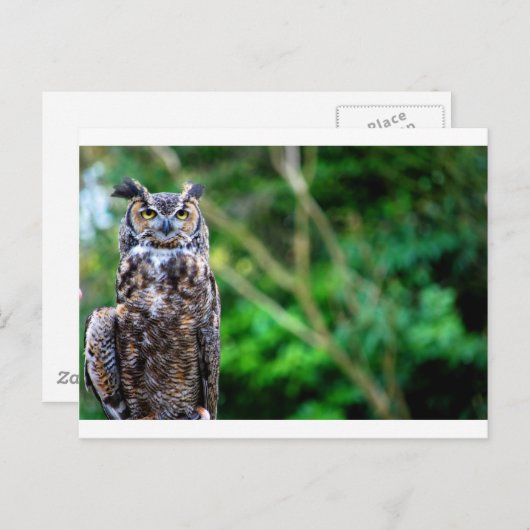 Waver Owl Briefkaart (Voorkant / Achterkant)