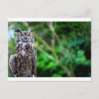 Waver Owl Briefkaart