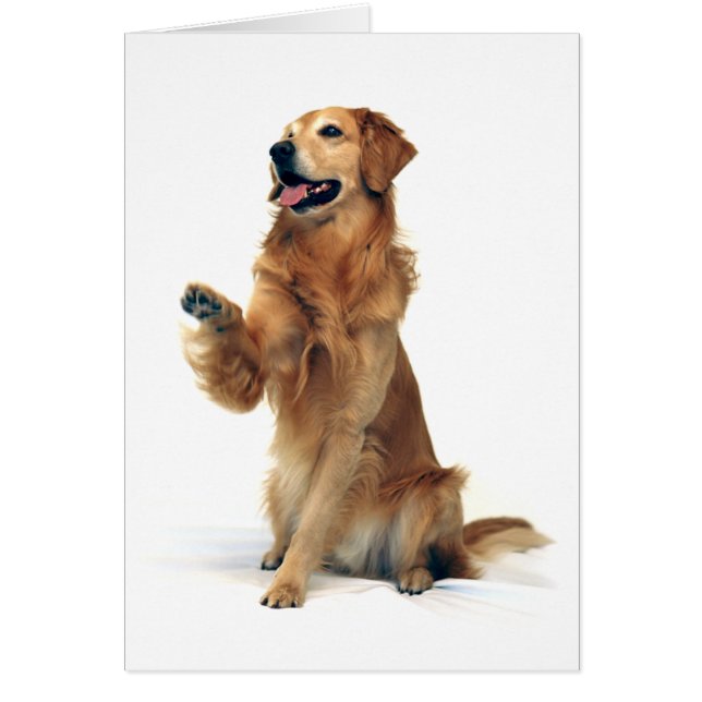 Waving Golden Retriever (Voorkant)