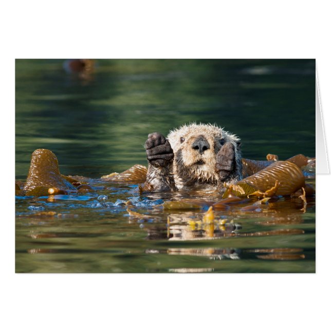 Waving Zee Otter (Voorkant Horizontaal)