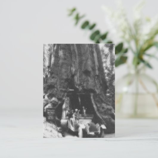 Wawona Tree Magic Lantern  Californië Briefkaart (Staand voorkant)