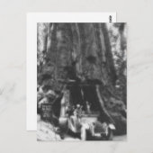 Wawona Tree Magic Lantern  Californië Briefkaart (Voorkant / Achterkant)