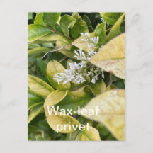 Wax-leaf Privet Briefkaart