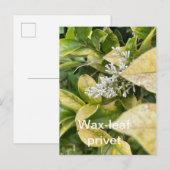 Wax-leaf Privet Briefkaart (Voorkant / Achterkant)