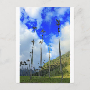 Wax palms Cocora vallei Colombia Briefkaart