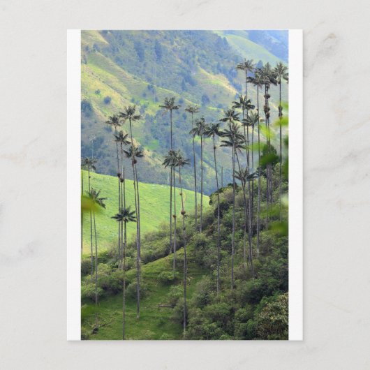 Wax palms Cocora vallei Colombia Briefkaart (Voorkant)