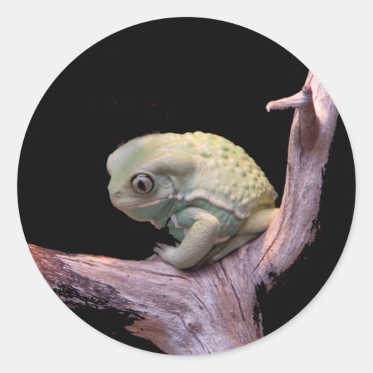 Waxy Monkey Frog Ronde Sticker (Voorkant)