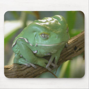Waxy Tree Frog Muismat