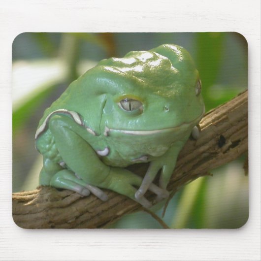 Waxy Tree Frog Muismat (Voorkant)