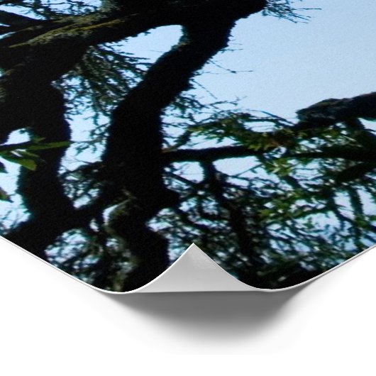 Wayward Oak Poster (Hoek)