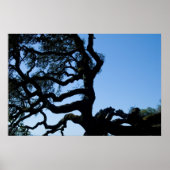 Wayward Oak Poster (Voorkant)