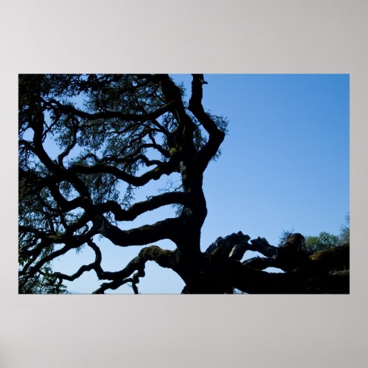 Wayward Oak Poster (Voorkant)