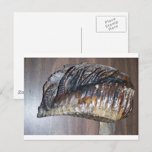 wazig mamth-tand briefkaart (Voorkant / Achterkant)