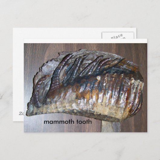 wazig tand, mammothand briefkaart (Voorkant / Achterkant)