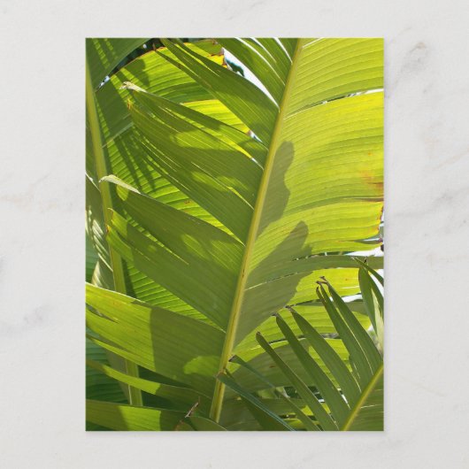 WC Banaanbladeren Briefkaart (Voorkant)