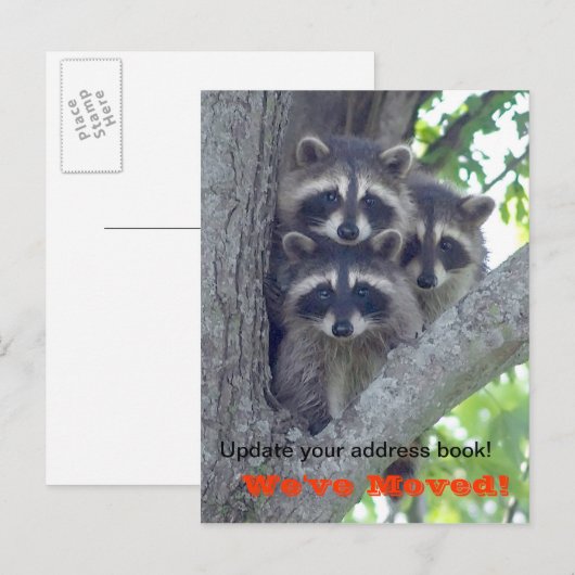 We hebben Briefkaart verplaatst (wasberen in de bo (Voorkant / Achterkant)